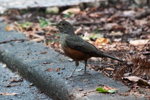 Pássaro no Parque do Ipiranga - São Paulo - Foto: Márcia Borlenghi